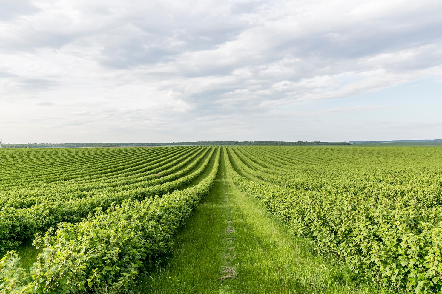 Green agricultural field